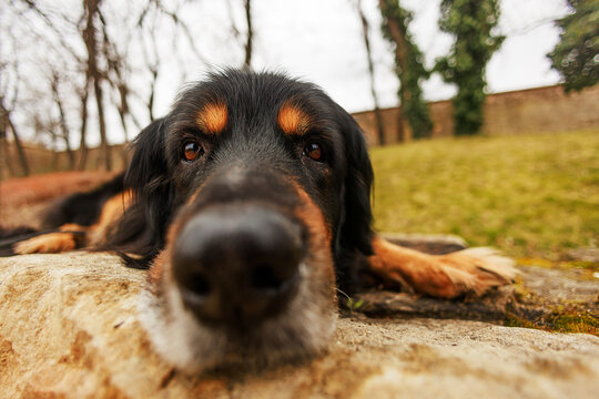 male dog hovawart gold and black taken close up with a wide lens, the snout is not sharp only the eyes