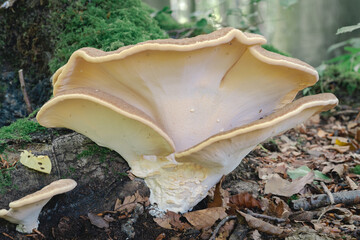 Meripilus giganteus in the forest