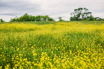 Field of blooming yellow rapeseed