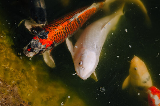 Beautiful big koi fish swim in the water of the lake, pond. Close-up photo of an animal.