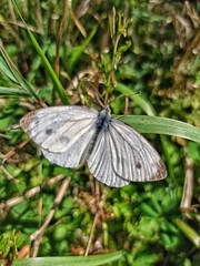 butterfly on a leaf