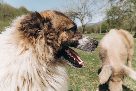 Caucasian shepherd dog near pig in countryside