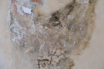 collapsing house with dilapidated walls and wet ceiling, gray mold on broken plaster, cracks,...