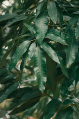 Mango leaves. Photo of green leaves in high quality
