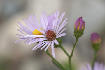 Obraz premium Alpine Aster close up with bud
