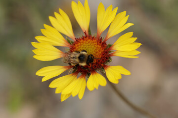 Small Bee on a Blanket Flower
