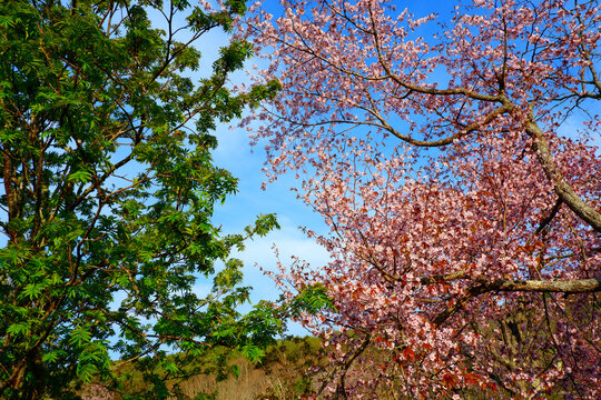 桜と緑のコラボレーション 北海道釧路町 日本の春と青空