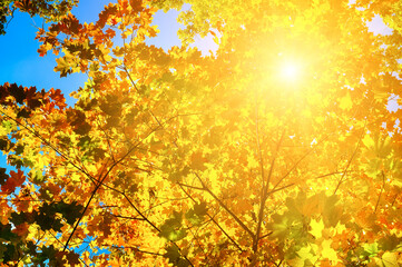Naklejka na ściany i meble Autumn background with maple leaves and sun.