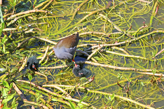 Moorhen Feeding Her Chicks On Waterweed	