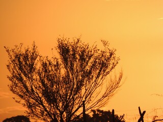 silhouette of a tree in sunset