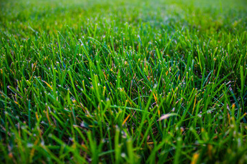 Freshly cut grass closeup view
