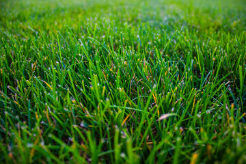 Freshly cut grass closeup view