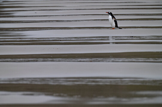 Lone Penguin