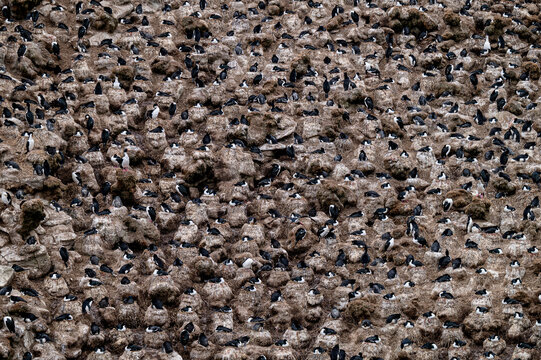 Penguin and Shag Nesting Colony