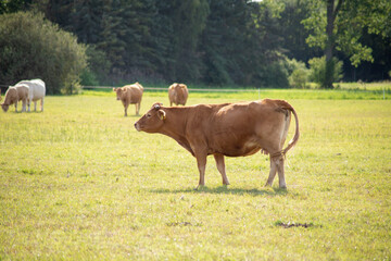 Brown cows on a meadow in September