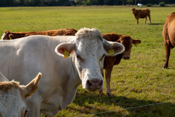 Brown cows on a meadow in September