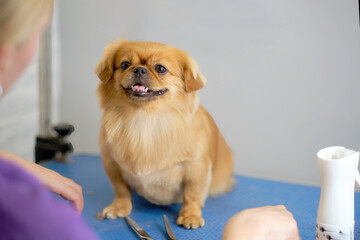 A Shi tzu or Shih Tzu dog looks cute at an animal groomer