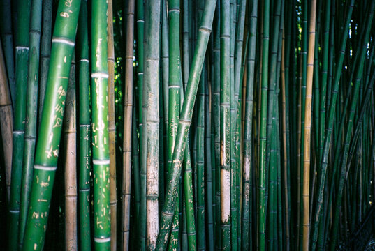 Bamboo 

