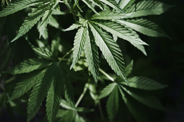 A plant of hemp on a dark blurred natural background. Selective focus.