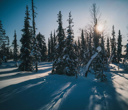 Boreal Forests In the Winter Create an Almost Mythical Atmosphere