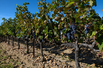 Fototapeta premium Dojrzałe winogrona na plantacji winorośli, winnica, wino, słoneczny dzień.