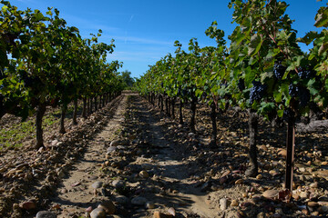 Dojrzałe winogrona na plantacji winorośli, winnica, wino, słoneczny dzień. - obrazy, fototapety, plakaty