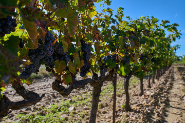 Naklejka premium Dojrzałe winogrona na plantacji winorośli, winnica, wino, słoneczny dzień.