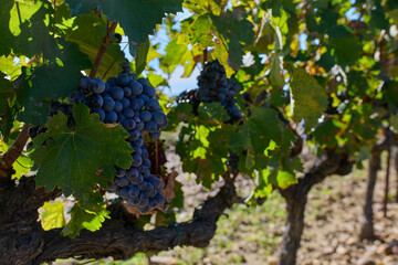 Obraz premium Dojrzałe winogrona na plantacji winorośli, winnica, wino, słoneczny dzień.