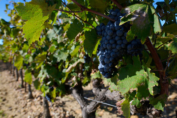 Obraz premium Dojrzałe winogrona na plantacji winorośli, winnica, wino, słoneczny dzień.