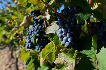 Fototapeta premium Dojrzałe winogrona na plantacji winorośli, winnica, wino, słoneczny dzień.