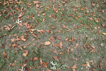 Fallen Leaves on the Ground