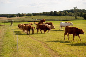 Fototapeta na wymiar Brown cows on a meadow in September
