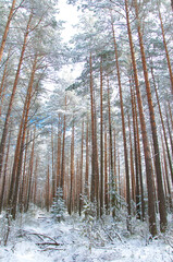Fototapeta premium forest in winter