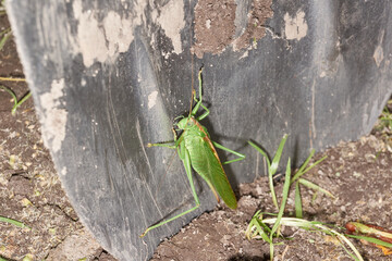 The green grasshopper, or ordinary grasshopper (lat. Tettigonia viridissima) - a species of insects from the family of True grasshoppers of the order orthoptera in the garden.