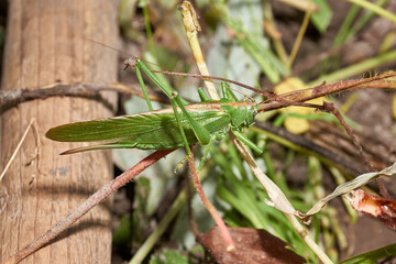 The green grasshopper, or ordinary grasshopper (lat. Tettigonia viridissima) - a species of insects from the family of True grasshoppers of the order orthoptera in the garden.