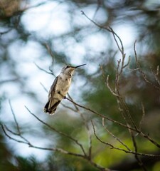 Hummingbirds in Texas summer.