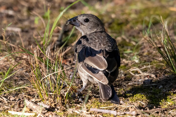 red winged blackbird