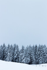 Schneebedeckte Bäume in Landschaft im Winter