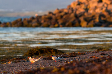 Haematopus ostralegus on the beach of grotta island