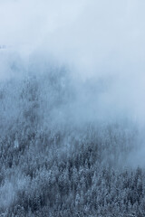 Schneebedeckte Bäume im Winter und Nebel – hochformat
