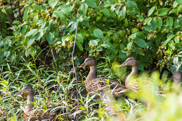 duck in the grass