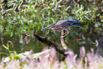 green heron