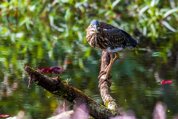 green heron
