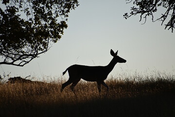 deer in the sunset