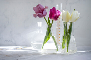 Laboratory flask, tulip flower on a cloudy background