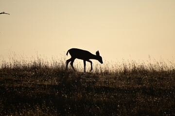 silhouette of a deer in a field