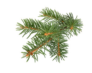 Fir tree branch. Pine branch.
