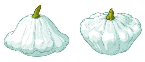 Vector illustration of a patisson. White pattypan squash isolated on white background.