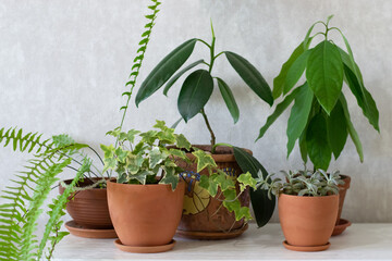Potted home plants on table