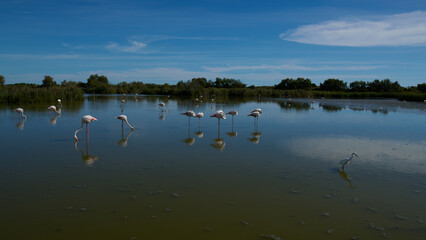 Białe flamingi brodzą w wodzie w rezerwacie przyrody.
